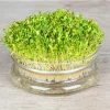 De Bolster Kiemgroenten*Alfalfa - Kiemgroente - 50g - BIO