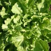 De Bolster Blad- En Stengelgewassen | Groenten*Andijvie 'Nummer Vijf2' - 2g - BIO