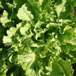 De Bolster Blad- En Stengelgewassen | Groenten*Andijvie 'Nummer Vijf2' - 2g - BIO