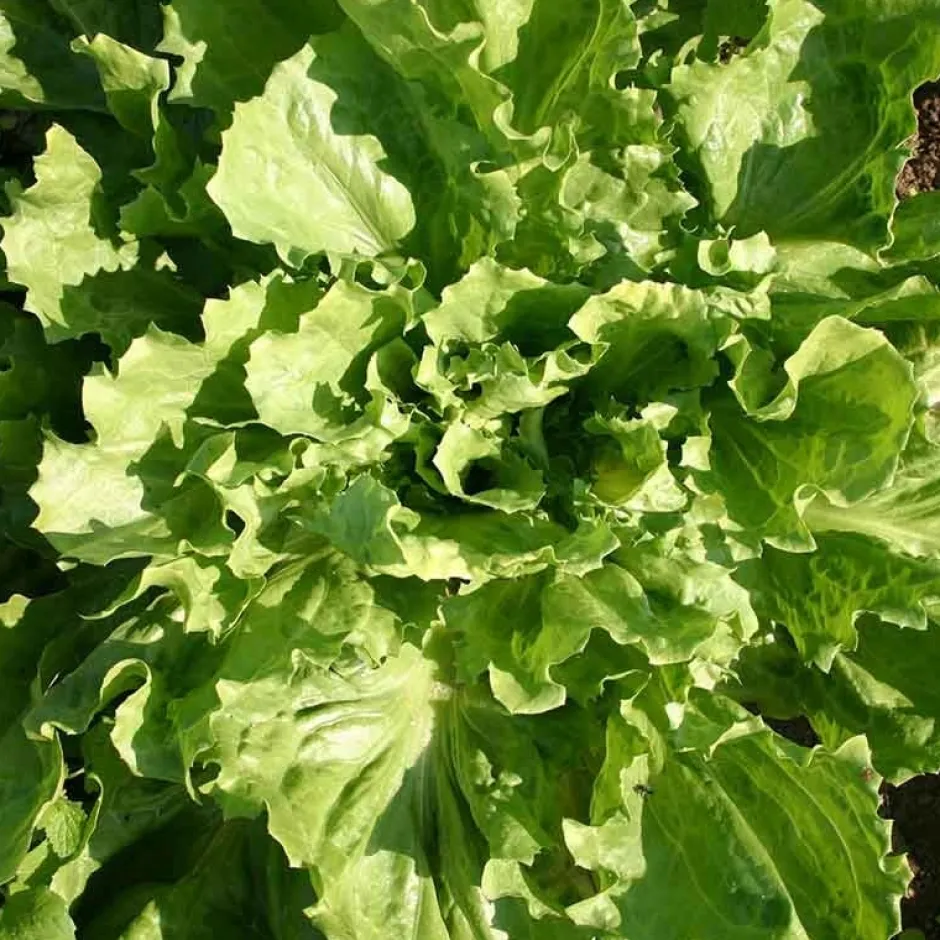De Bolster Blad- En Stengelgewassen | Groenten*Andijvie 'Nummer Vijf2' - 2g - BIO