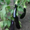 De Bolster Groenten | Vruchtgewassen*Aubergine 'Violetta Lunga 3' - 0,3g - BIO