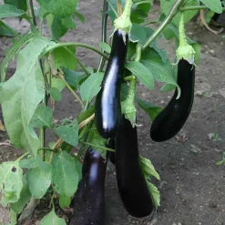 De Bolster Groenten | Vruchtgewassen*Aubergine 'Violetta Lunga 3' - 0,3g - BIO