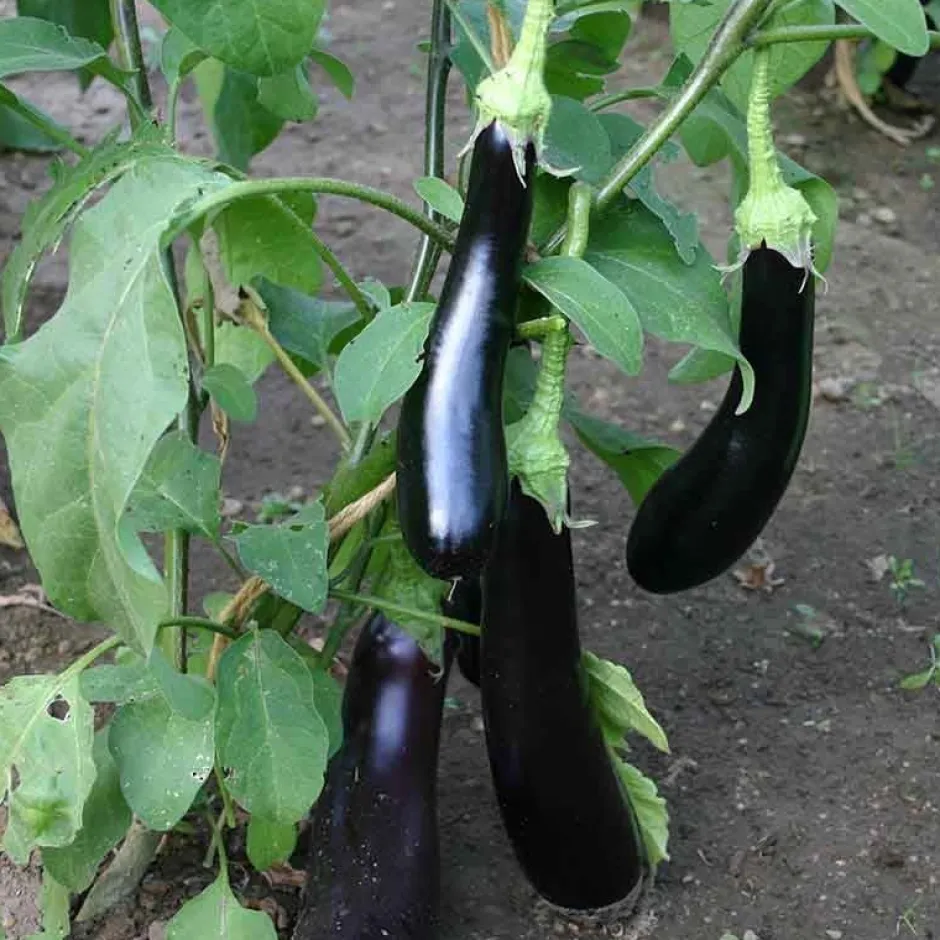 De Bolster Groenten | Vruchtgewassen*Aubergine 'Violetta Lunga 3' - 0,3g - BIO