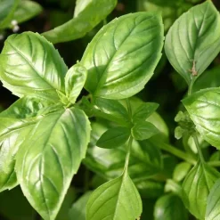De Bolster Kruiden*Basilicum ‘Genovese’ - 1g - BIO