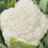 De Bolster Groenten | Koolgewassen*Bloemkool 'Liria F1' - 25 zaden - BIO