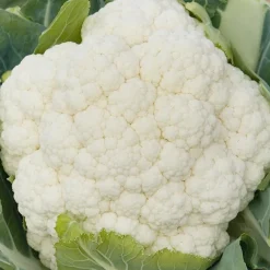 De Bolster Groenten | Koolgewassen*Bloemkool 'Liria F1' - 25 zaden - BIO