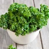 De Bolster Koolgewassen | Groenten*Boerenkool ‘Westlandse Winter’ - 1g - BIO