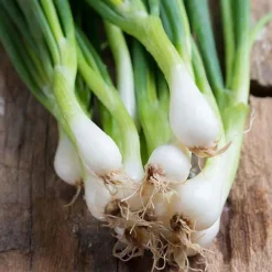 De Bolster Blad- En Stengelgewassen | Groenten*Bosui ‘White Lisbon’ - 2g - BIO