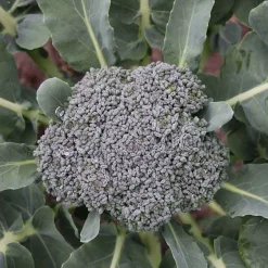 De Bolster Koolgewassen | Groenten*Broccoli ‘Groene Calabrese’ - 1g - BIO