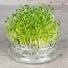 De Bolster Kiemgroenten*Broccolikers - Kiemgroente - 25g - BIO