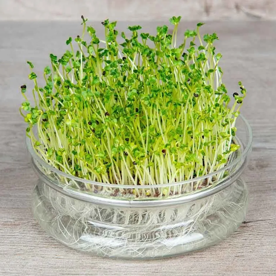 De Bolster Kiemgroenten*Broccolikers - Kiemgroente - 25g - BIO