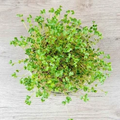De Bolster Kiemgroenten*Broccolikers - Kiemgroente - 25g - BIO