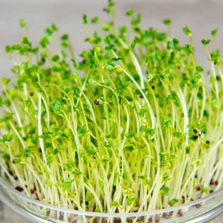 De Bolster Kiemgroenten*Broccolikers - Kiemgroente - 25g - BIO