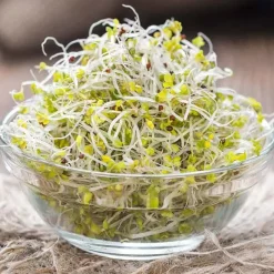 De Bolster Kiemgroenten*Broccolikers - Kiemgroente - 25g - BIO