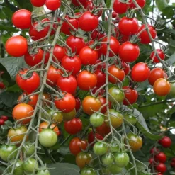 De Bolster Vruchtgewassen | Groenten*Cherrytomaat ‘Bartelly F1’ - 10 zaden - BIO