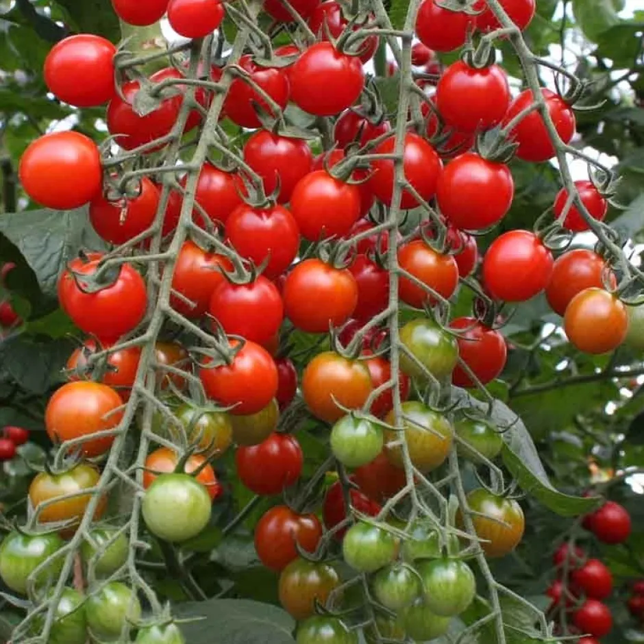 De Bolster Vruchtgewassen | Groenten*Cherrytomaat ‘Bartelly F1’ - 10 zaden - BIO