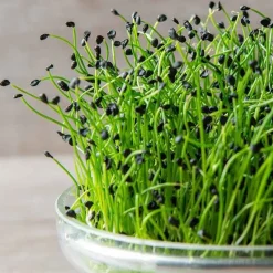 De Bolster Kiemgroenten*Chinese Bieslook - Kiemgroente - 20g - BIO