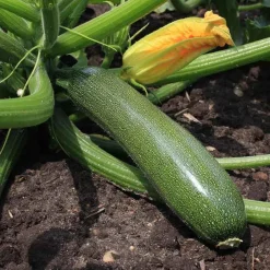 De Bolster Vruchtgewassen | Groenten*Courgette ‘Zucchini’ - 3g - BIO