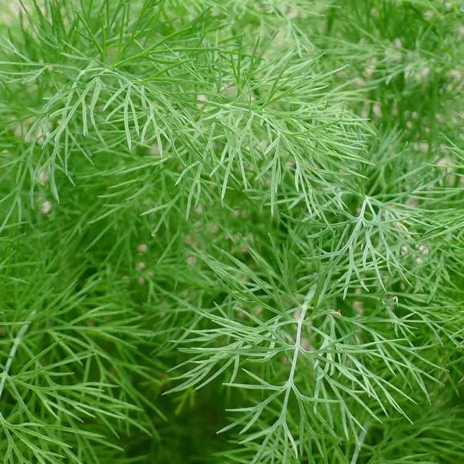 De Bolster Kruiden*Dille - 2g - BIO