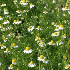 De Bolster Bloemen*Echte Kamille - 0,3g - BIO