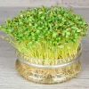 De Bolster Kiemgroenten*Fenegriek - Kiemgroente - 25g - BIO