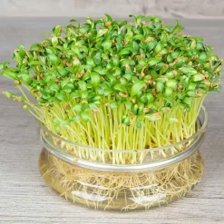 De Bolster Kiemgroenten*Fenegriek - Kiemgroente - 25g - BIO