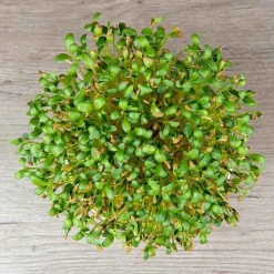 De Bolster Kiemgroenten*Fenegriek - Kiemgroente - 25g - BIO