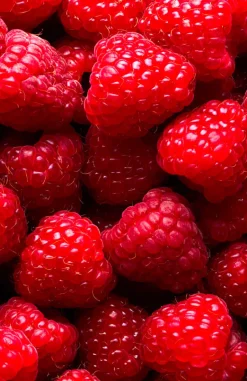 FiordiFrutta Fruitspreads*Fruitspread Frambozen 250g - BIO