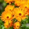 De Bolster Bloemen*Goudsbloem - 2g - BIO