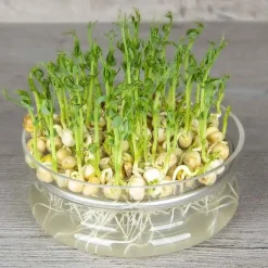 De Bolster Kiemgroenten*Groene Erwt - Kiemgroente - 50g - BIO