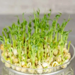 De Bolster Kiemgroenten*Groene Erwt - Kiemgroente - 50g - BIO