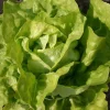 De Bolster Blad- En Stengelgewassen | Groenten*Kropsla ‘Twellose Gele’ - 1g - BIO