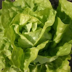 De Bolster Blad- En Stengelgewassen | Groenten*Kropsla ‘Twellose Gele’ - 1g - BIO