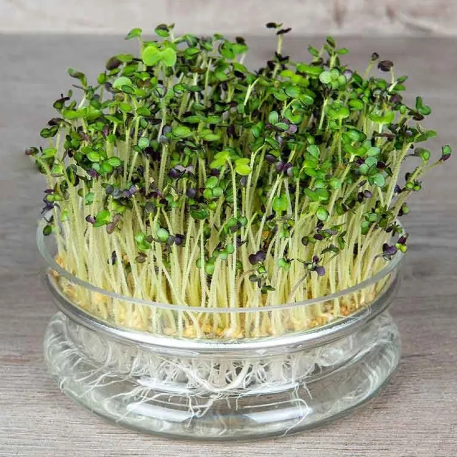 De Bolster Kiemgroenten*Mosterdkers - Kiemgroente - 50g - BIO