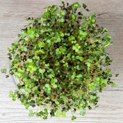 De Bolster Kiemgroenten*Mosterdkers - Kiemgroente - 50g - BIO