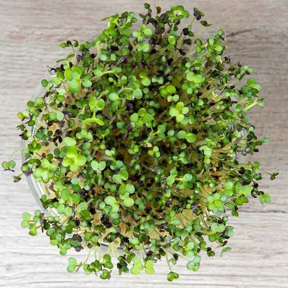De Bolster Kiemgroenten*Mosterdkers - Kiemgroente - 50g - BIO
