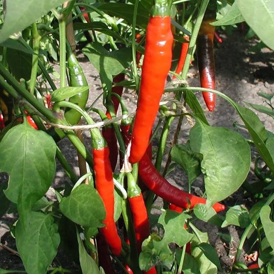 De Bolster Vruchtgewassen | Groenten*Peper 'Westlandse Lange Rode' - 0,3g - BIO