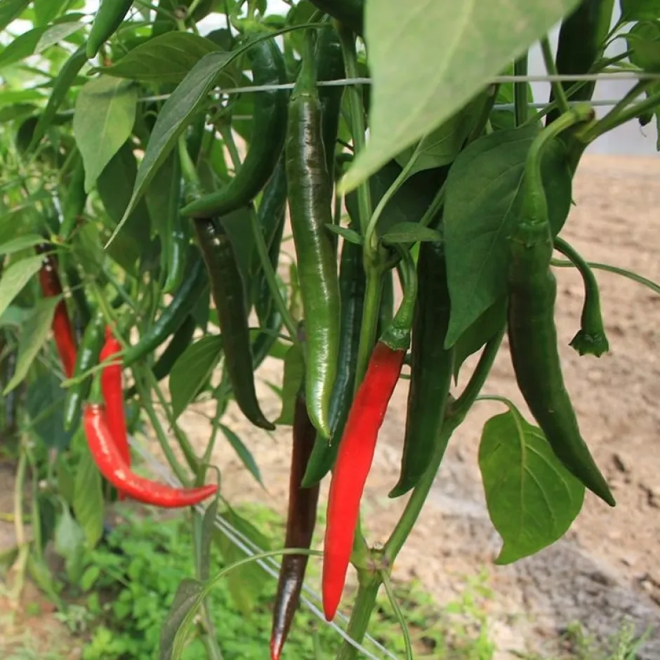 De Bolster Vruchtgewassen | Groenten*Peper 'Westlandse Lange Rode' - 0,3g - BIO