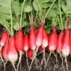 De Bolster Groenten | Wortel- En Knolgewassen*Radijs ‘French Breakfast 2’ - 10g - BIO