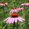 De Bolster Bloemen*Rode Zonnehoed - 1g - BIO