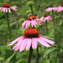 De Bolster Bloemen*Rode Zonnehoed - 1g - BIO