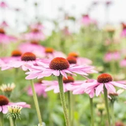 De Bolster Bloemen*Rode Zonnehoed - 1g - BIO