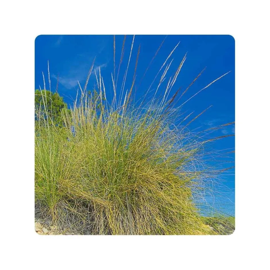 Eco-schuursponsjes Afwassponsjes, Doekjes En Borstels | Afwasborstels, Doekjes En Sponsjes*Schuurspons ESPARTO