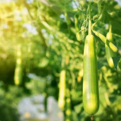 Eco-schuursponsjes Afwassponsjes, Doekjes En Borstels | Afwasborstels, Doekjes En Sponsjes*Schuurspons LUFFA