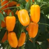 De Bolster Vruchtgewassen | Groenten*Snackpaprika 'Radja' - 10 zaden - BIO