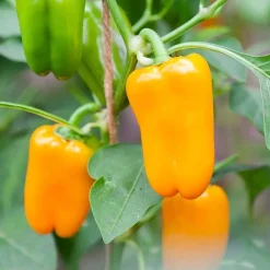 De Bolster Vruchtgewassen | Groenten*Snackpaprika 'Radja' - 10 zaden - BIO