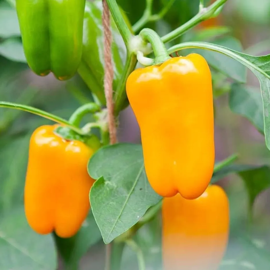 De Bolster Vruchtgewassen | Groenten*Snackpaprika 'Radja' - 10 zaden - BIO