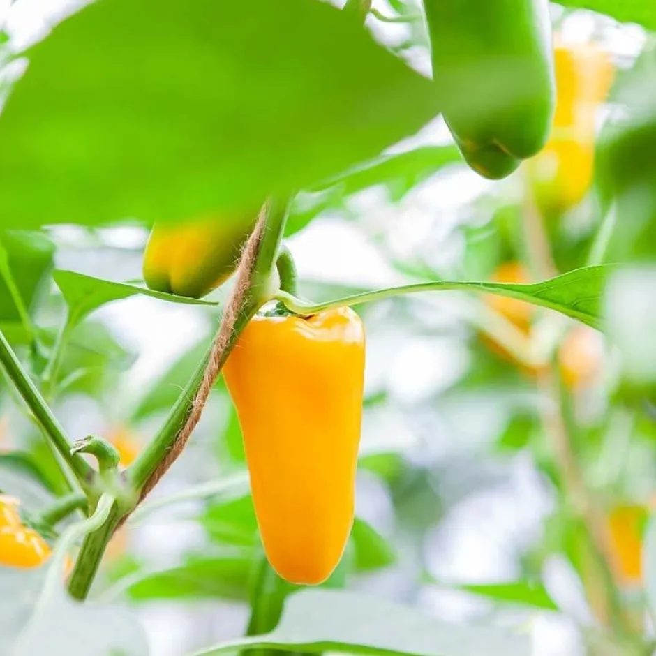 De Bolster Vruchtgewassen | Groenten*Snackpaprika 'Radja' - 10 zaden - BIO