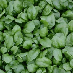 De Bolster Blad- En Stengelgewassen | Groenten*Spinazie ‘Vroeg Reuzenblad’ - 75g - BIO