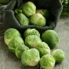 De Bolster Koolgewassen | Groenten*Spruitkool ‘Groninger’ - 1g - BIO